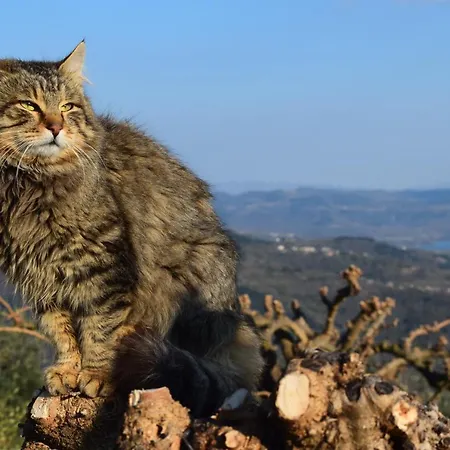 شقة Casa Marsic Oprtalj